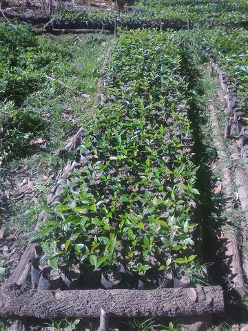 Plántulas de café para nuevas plantaciones.